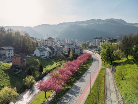 Japonske češnje nas spet razveseljujejo